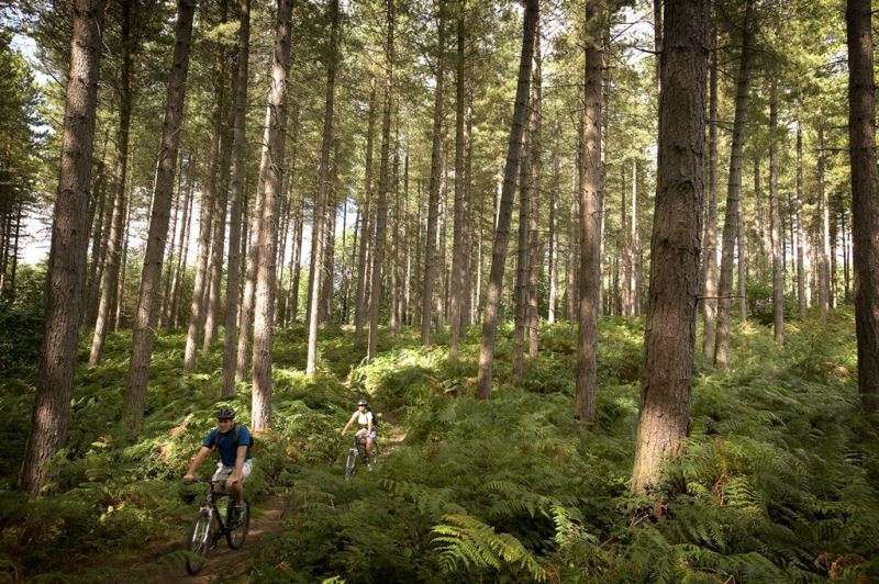 Sherwood Pines | Visit Nottinghamshire